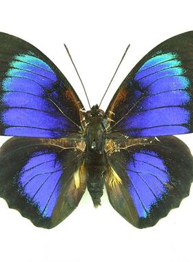 Agrias beata x 杂交彩袄蛱蝶（混合）未整姿原蝶 随机发货