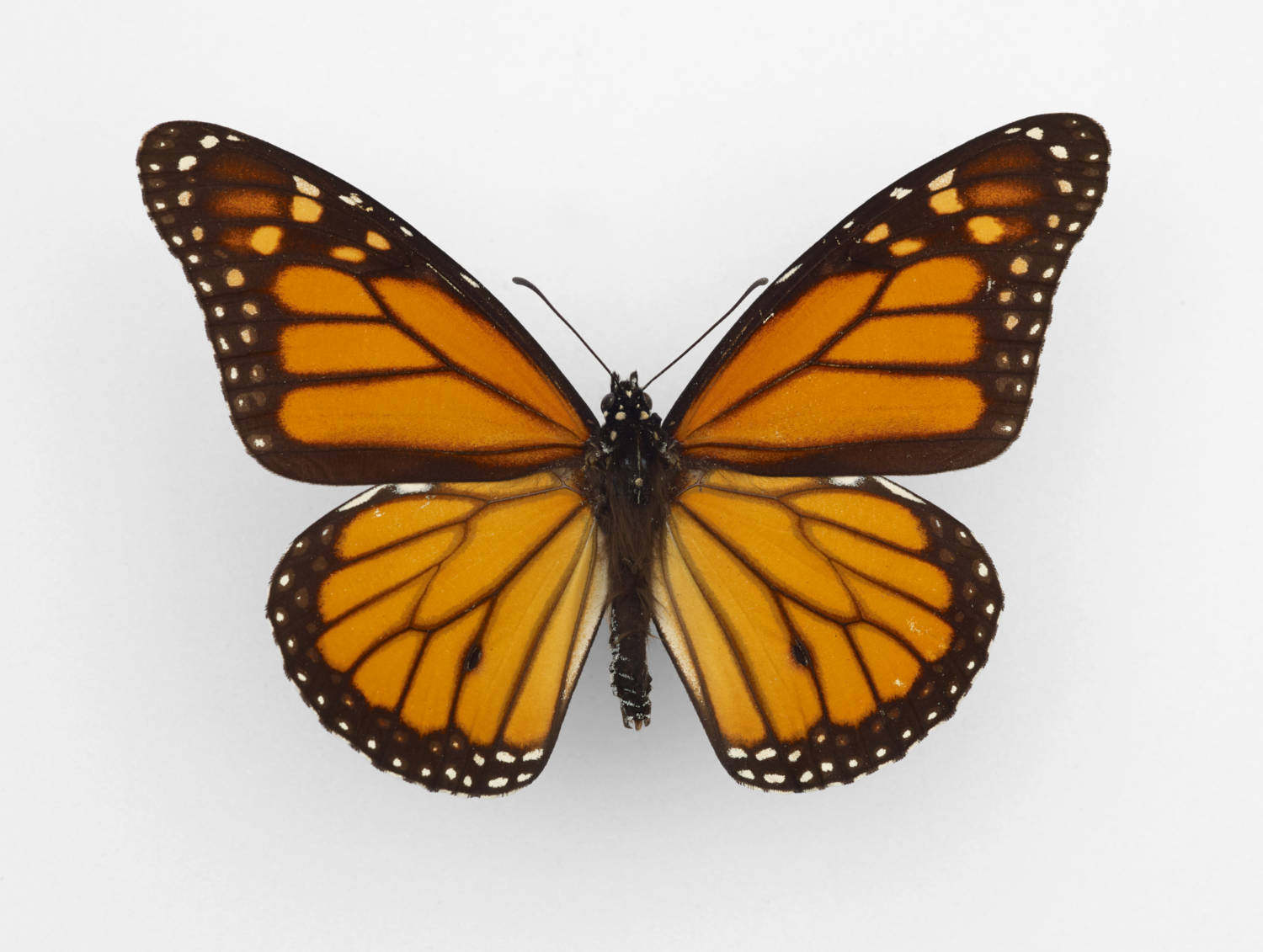 Danaus plexippus  君主斑蝶 B018 未展翅原蝶