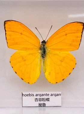 杏菲粉蝶 Phoebis Argante 进口真蝴蝶标本未展翅原蝶 A1/A- G001