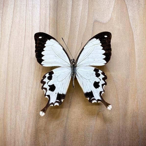 非洲白凤蝶 Papilio dardanus meriones G026 未展翅标本原蝶