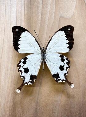 非洲白凤蝶 Papilio dardanus meriones G026 未展翅标本原蝶