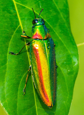 泰国彩虹吉丁虫Chrysochroa rajah thailandica 真昆虫标本原虫