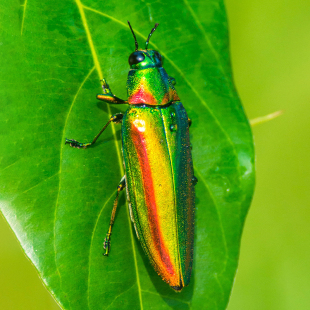 泰国彩虹吉丁虫Chrysochroa rajah thailandica 真昆虫标本原虫