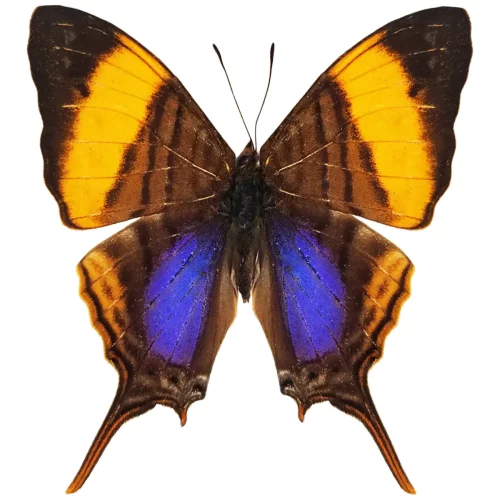 火纹凤蛱蝶 Marpesia corinna  未整姿原蝶进口真蝴蝶标本 G034