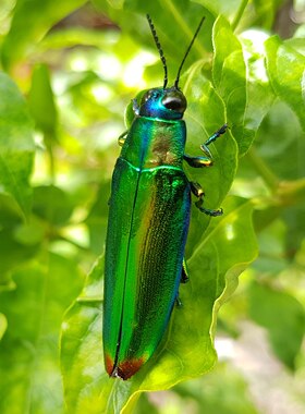 青紫色吉丁虫 Chrysochroa fulminans 未整姿原虫 E002
