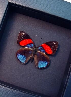 四色图蛱蝶 Callicore hystaspes 进口真蝴蝶标本未整姿原蝶