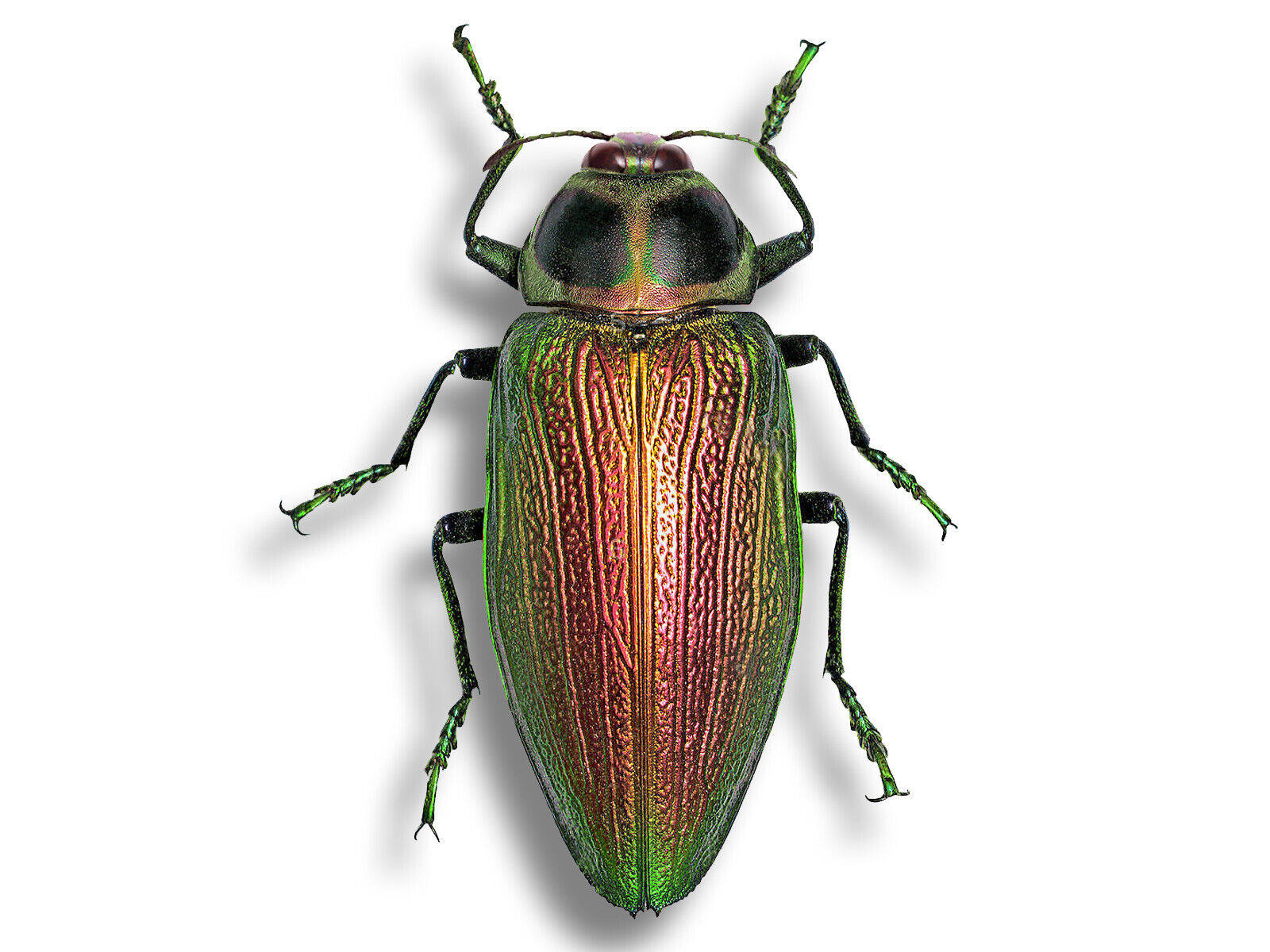 帝王吉丁虫 Euchroma gigantea gigantea 未整姿原虫 A1 - 实物图