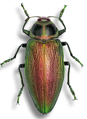 帝王吉丁虫 Euchroma gigantea gigantea 未整姿原虫 A1
