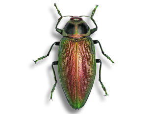 帝王吉丁虫 Euchroma gigantea gigantea 未整姿原虫 A1