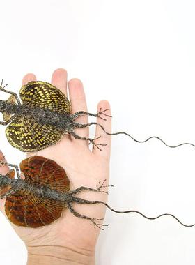 Draco Haematopogon 印尼飞蜥红色黄色  未整姿原虫 A1/A-