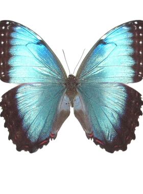 Morpho helenor 海伦闪蝶 D018 C021 未展翅原蝶
