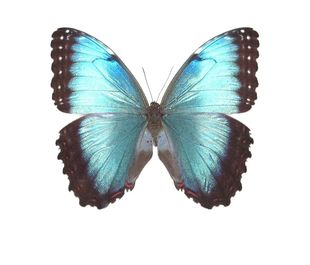 D018 Morpho 海倫閃蝶 C021 helenor 未展翅原蝶