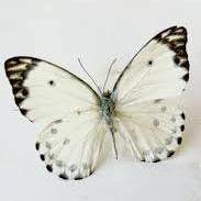 肯特闪蝶SophMopho装饰画