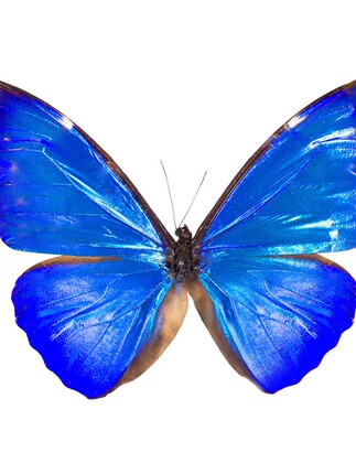 Morpho rethenor rethenor 尖翅蓝闪蝶指名亚种 C004 未展翅原蝶