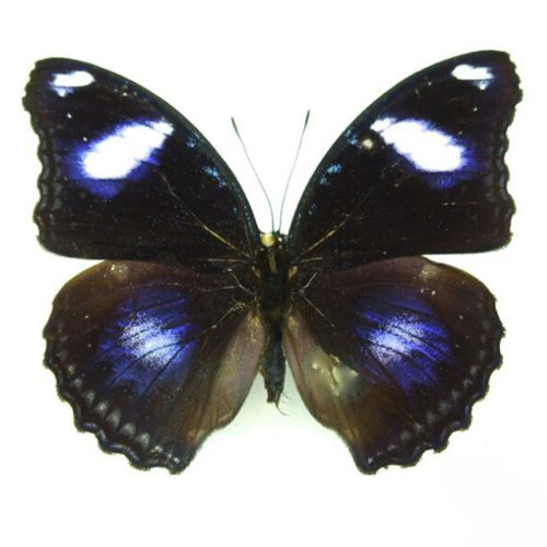 Hypolimnas bolina philippensis Marinduque Is.紫斑蛱蝶 原蝶