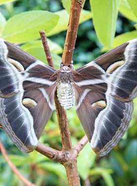 细带樗蚕蛾 Samia insularis D005 未整姿原虫