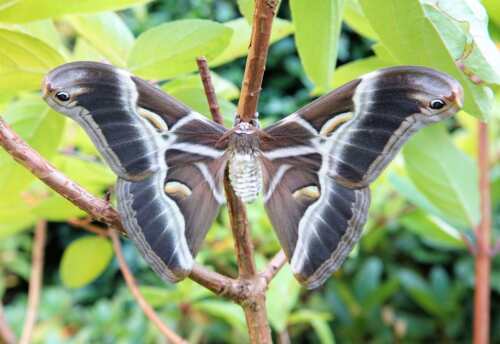 细带樗蚕蛾 Samia insularis D005 未整姿原虫