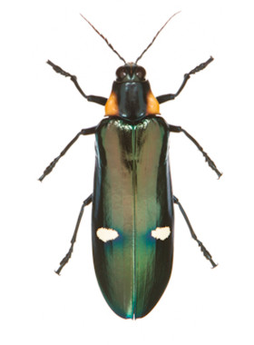 双色琉璃丽吉丁 Megaloxantha bicolor nigricornis 未整姿原虫