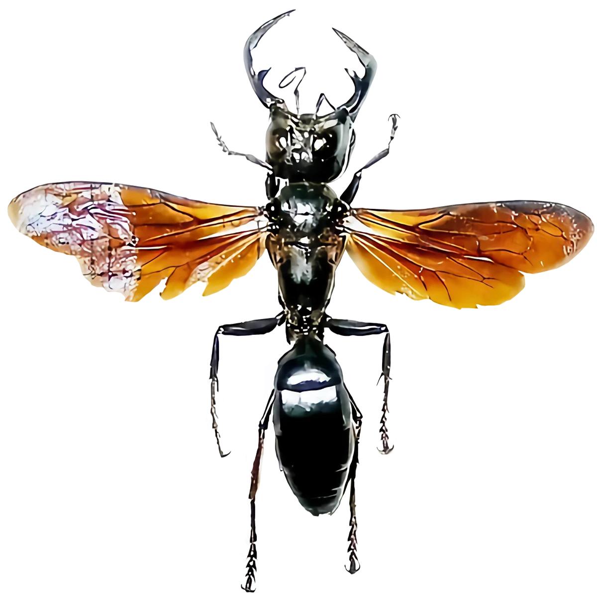 加鲁达战士泥蜂 megalara garuda E008 未整姿原虫昆虫标本