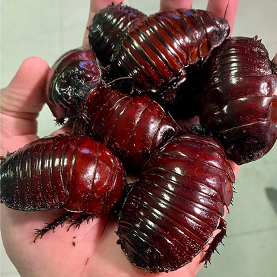 犀牛蟑螂真昆虫标本未整姿原虫