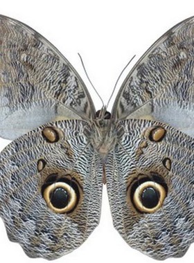 猫头鹰环蝶 Caligo A1/A-  A001 未展翅原蝶