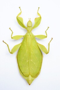 托贝洛叶䗛 Phyllium tobeloense tobeloense 未整姿原虫 G009