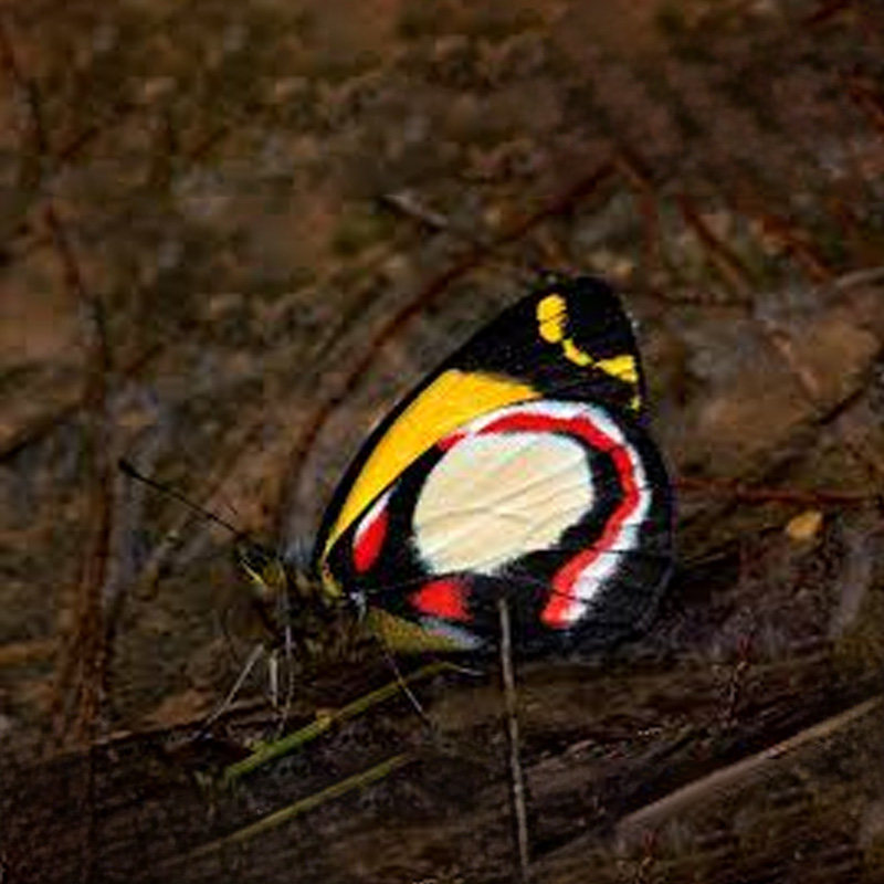 黑红臀带斑粉蝶 真蝴蝶标本 Delias bothwelli Mt.Arfak,W.Irian