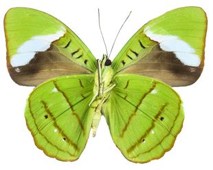 蓝带鸭蛱蝶 进口真昆虫标本绿色蝴蝶未展翅原蝶A1手工diy收藏教具