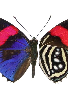 南美图蛱蝶 Callicore hesperis 未展翅标本原蝶 三角包发出