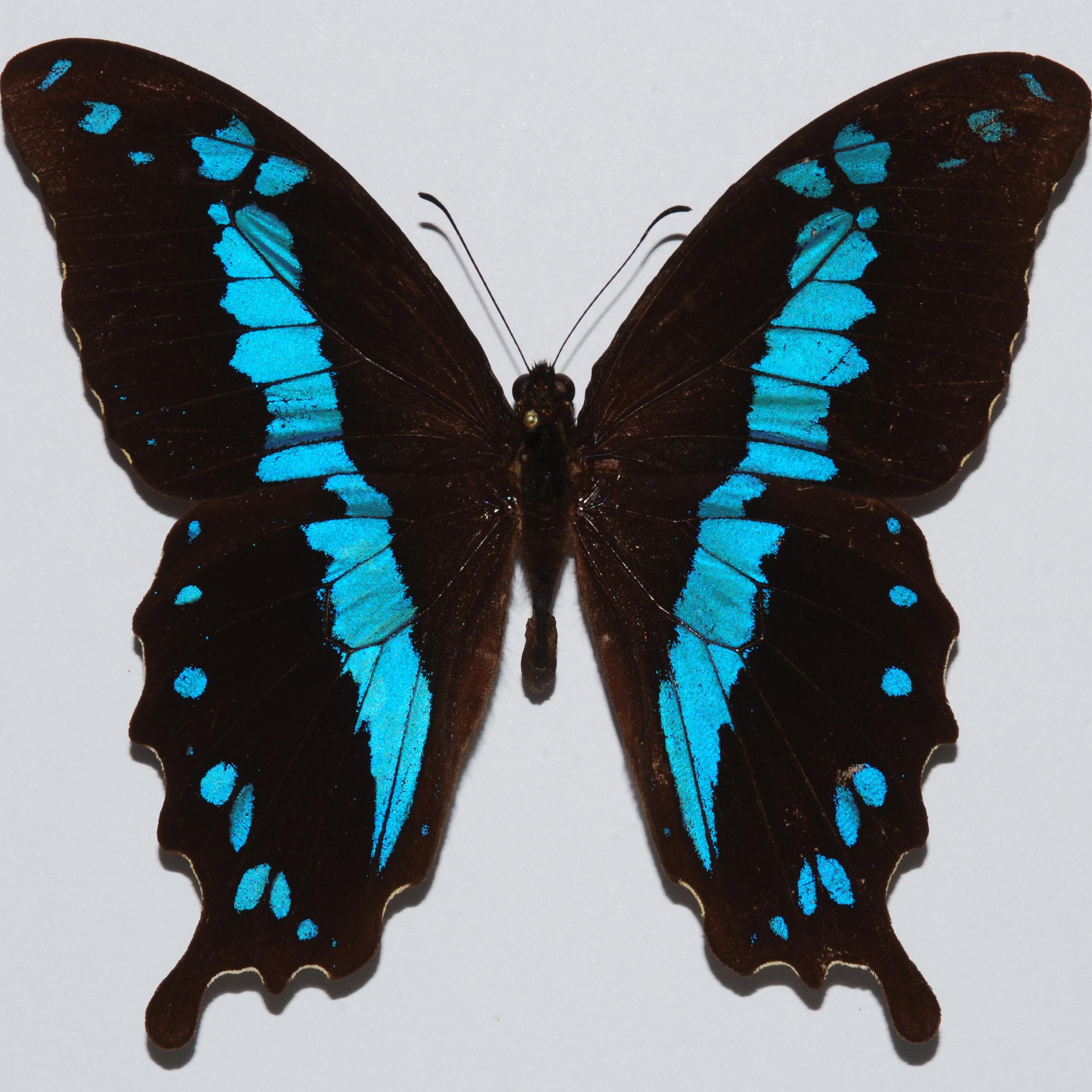 蓝草德凤蝶 Papilio oribazus D013 未整姿原蝶真蝴蝶标本