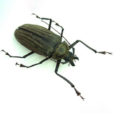 齿胸巨天牛 Xixuthrus microcerus lunicollis 未整姿原虫 A1/A-