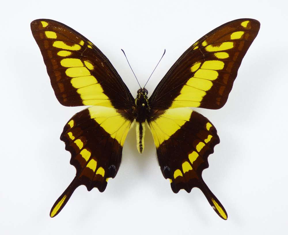 草止凤蝶Papilio thoas A1/A- 未展翅原蝶 B020