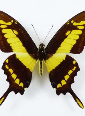 草止凤蝶Papilio thoas  进口真蝴蝶标本 未展翅原蝶 A1/A-