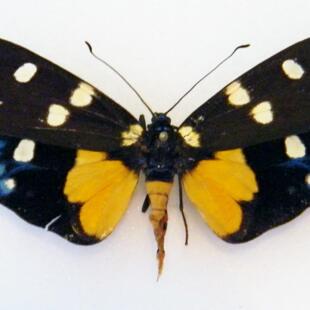 蓬莱斑蛾 Eterusia aedea edocla  D011 未整姿原蝶真蝴蝶标本