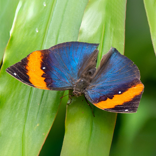 Kallima inachus 枯叶蛱蝶 真蝴蝶标本未展翅原蝶 A1/A-