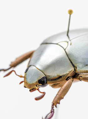 镜面宝石金龟 Plusiotis limbata 未整姿原虫 F003