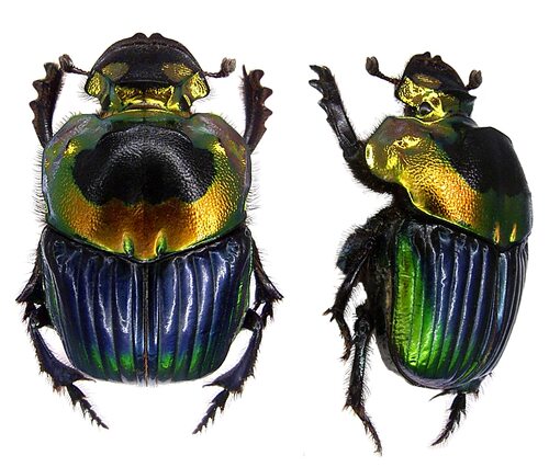 彩虹帝王蜣螂 Phanaeus imperator imperator 未整姿原虫 G017