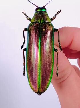 红绿吉丁 Megaloxantha purpurascens peninsulae 未整姿原虫E001