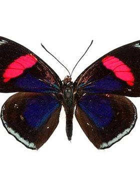 丹青图蛱蝶 Catacore kolyma pasithea 未展翅原蝶真蝴蝶标本