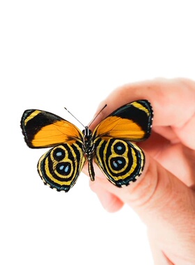 三星图蛱蝶Callicore eunomia 进口真蝴蝶标本未展翅原蝶