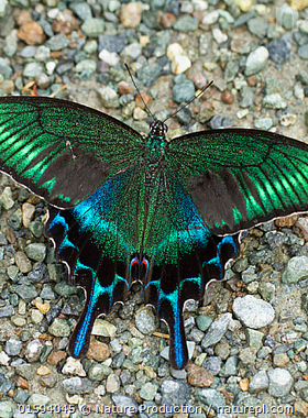 绿带翠凤蝶 Papilio maackii 真蝴蝶标本 未展翅原蝶 A1/A1-