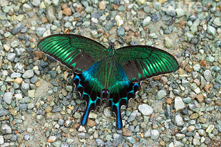 绿带翠凤蝶 Papilio maackii 真蝴蝶标本 未展翅原蝶 A1/A1-
