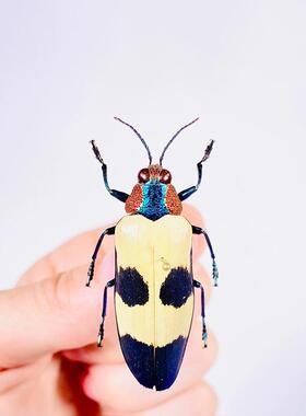 紫斑金吉丁 Chrysochroa buqueti buqueti 未整姿原虫 A1/A- E004
