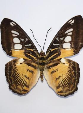 Parthenos sylvia butlerinus 虎纹丽蛱蝶 F028 未展翅原蝶 A1/A-