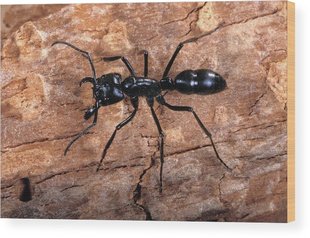 进口真昆虫标本未整姿原虫 longipes G022 Dinoponera 长足恐猛蚁