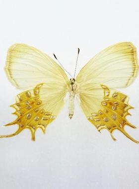 须缘蚬蝶 Helicopis cupido 未展翅原蝶 未整姿标本 F013