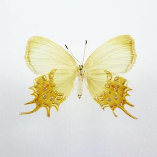 须缘蚬蝶 Helicopis cupido 未展翅原蝶 未整姿标本 F013