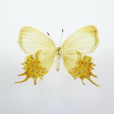 须缘蚬蝶 Helicopis cupido 未展翅原蝶 未整姿标本 F013