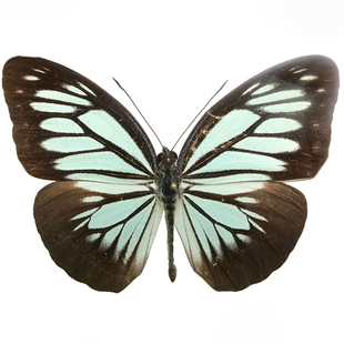 Pareronia boebera boebera Marinduque天空蓝青粉蝶 未展翅原蝶