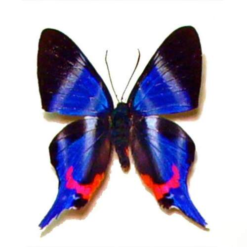 紫松蚬蝶 Rethus Dysonii 未展翅原蝶标本 三角包发出 A017